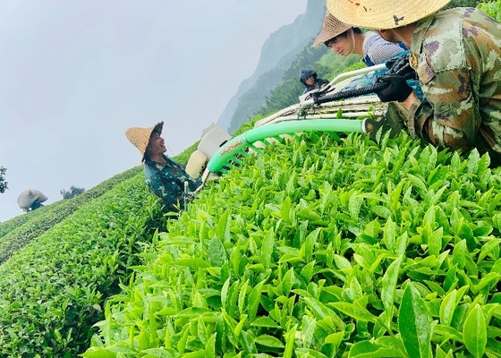 गहरे भूरे रंग की दाहोंगपाओ चाय - 2-3 वर्ष शेल्फ लाइफ