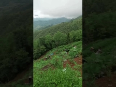 चाय संगीत